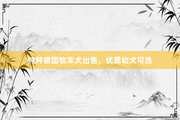 纯种德国牧羊犬出售，优质幼犬可选